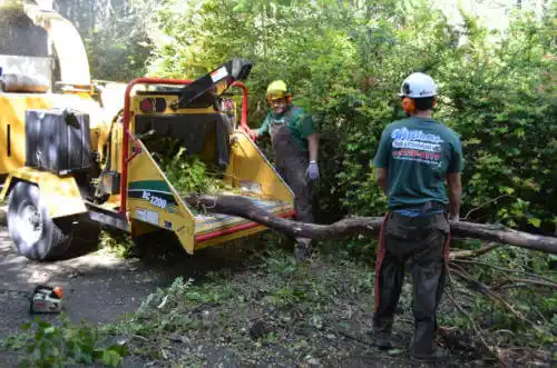 tree services Dinuba